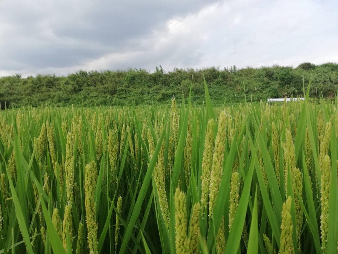 農薬不使用　ハッピーヒル（うるち）籾1キロ　種籾　陸稲　おかぼ　畑で育つ