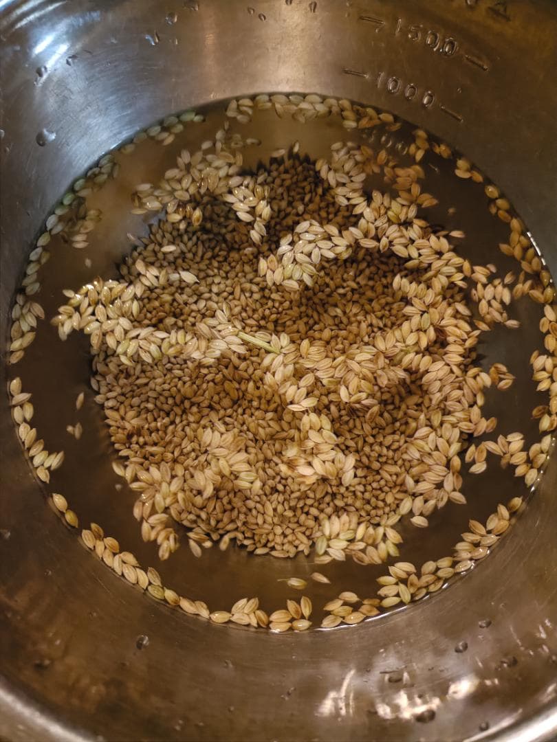 農薬不使用　ハッピーヒル（うるち）籾1キロ　種籾　陸稲　おかぼ　畑で育つ