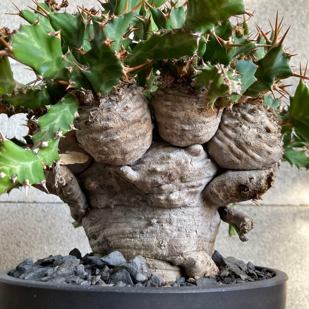 ユーフォルビア クラビゲラ 現地株 発根済み