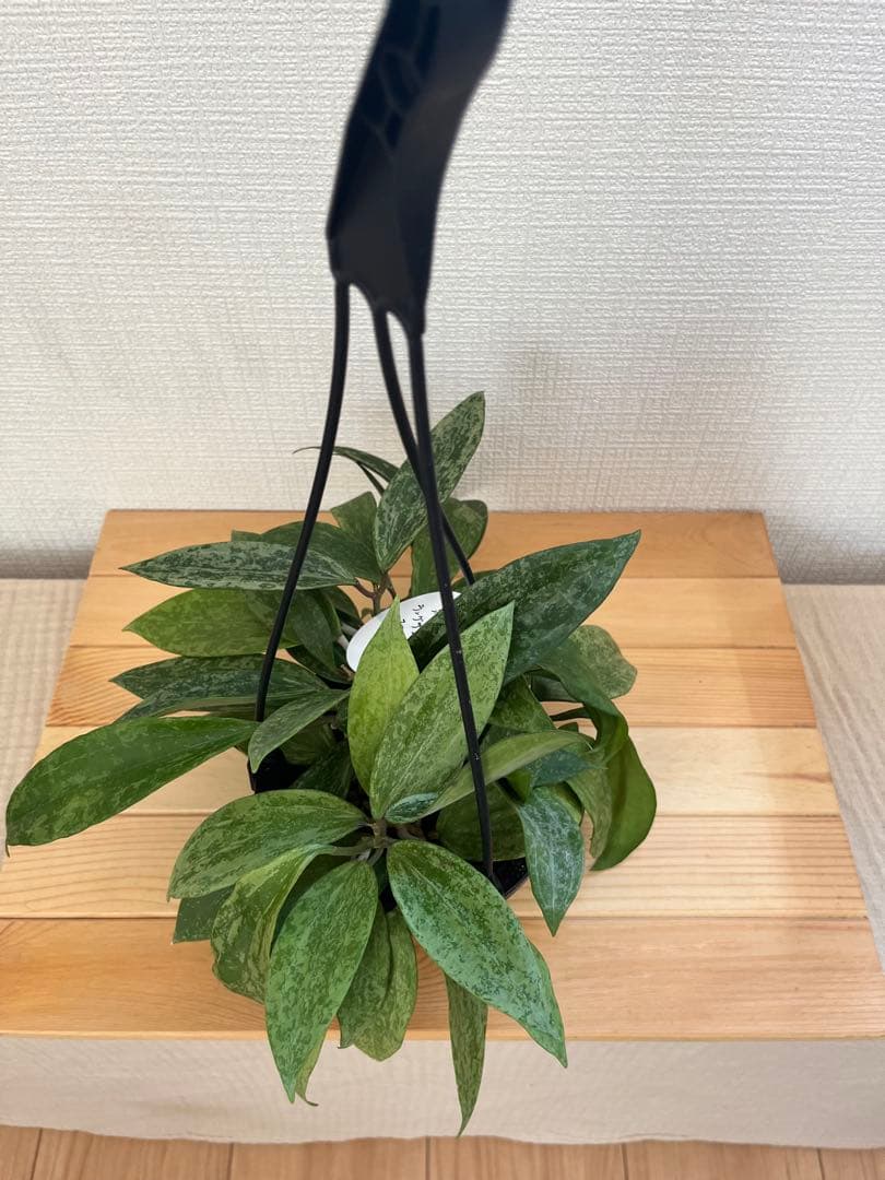 ホヤ ラングサン スプラッシュ