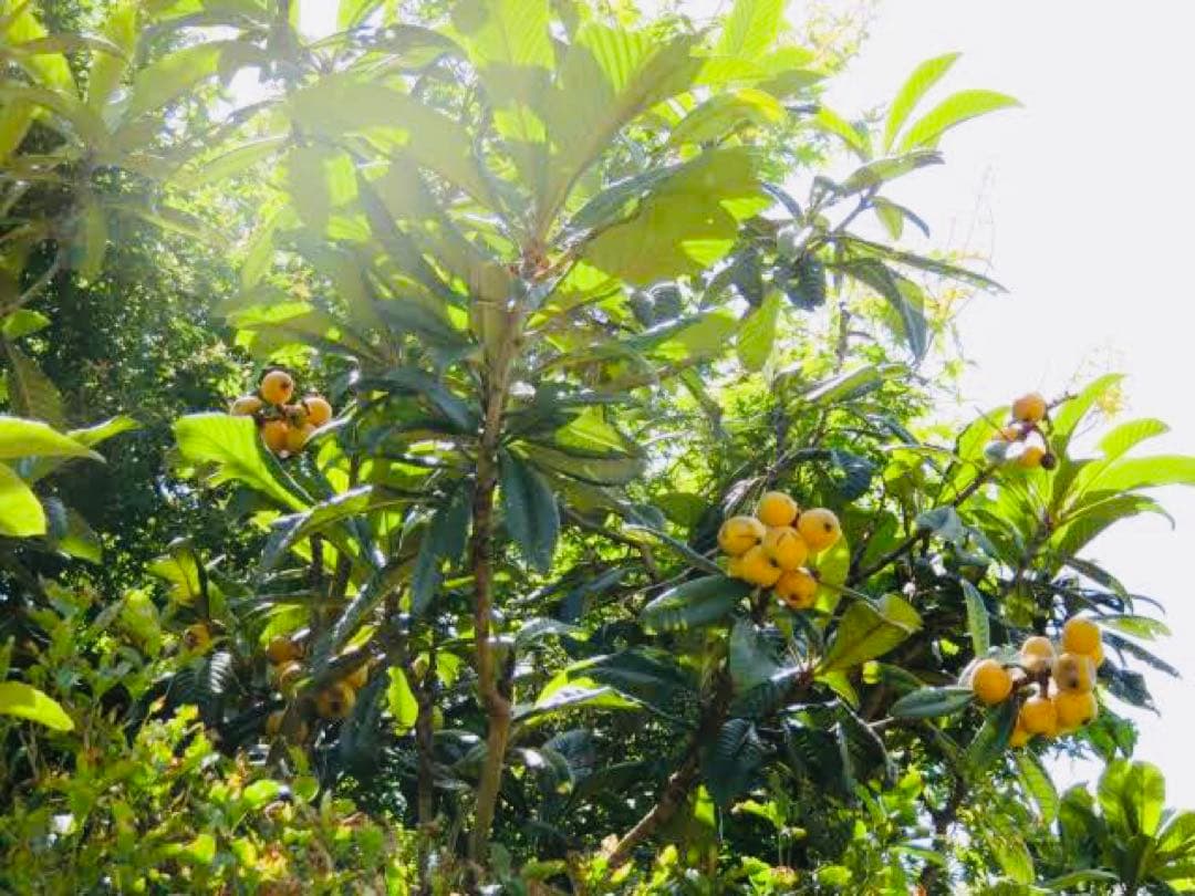 薬用万能　無農薬　よもぎビワクリーム　40ml