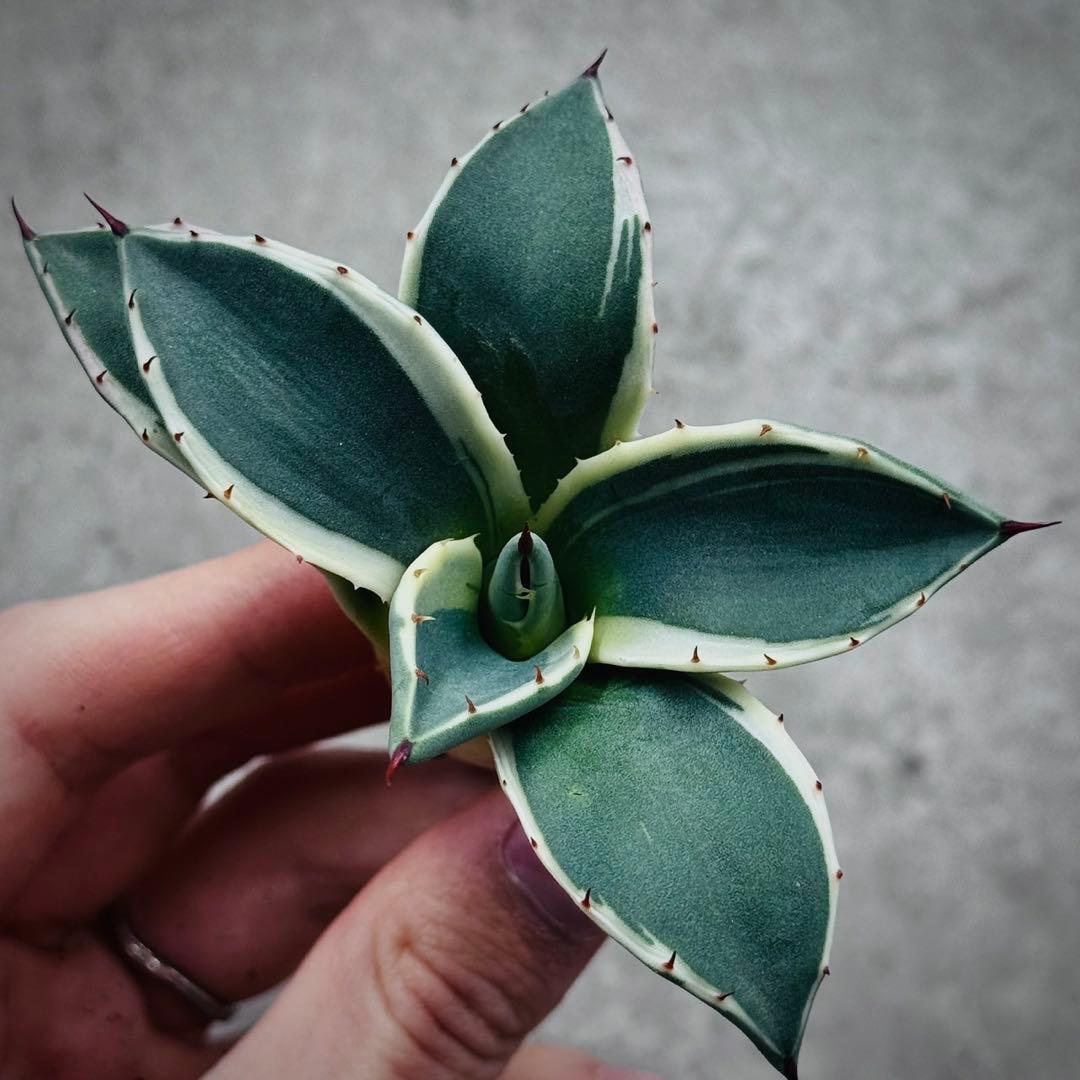 み*ん様 多肉植物・アガベ・吉祥天錦白腹輪・特選美株