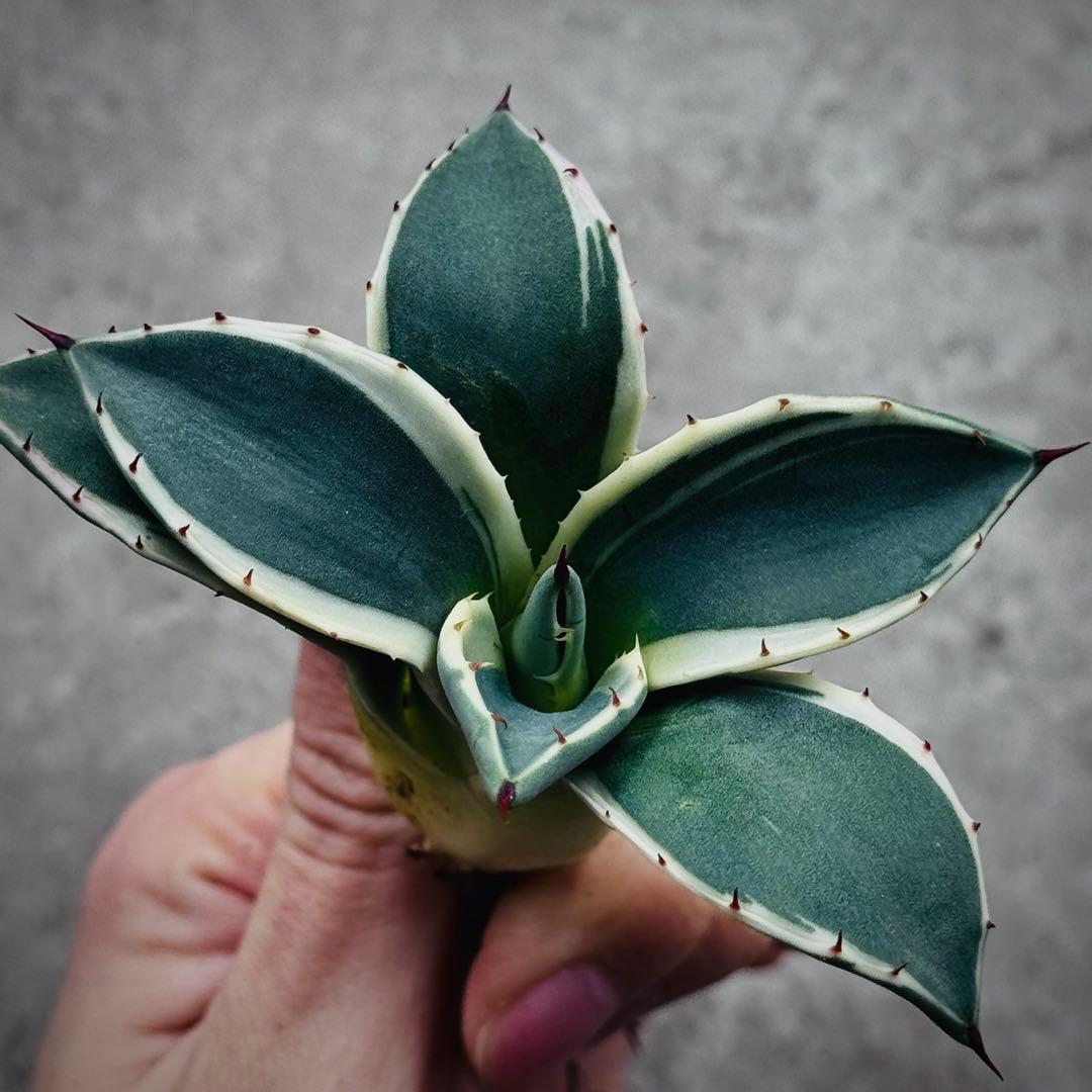 み*ん様 多肉植物・アガベ・吉祥天錦白腹輪・特選美株