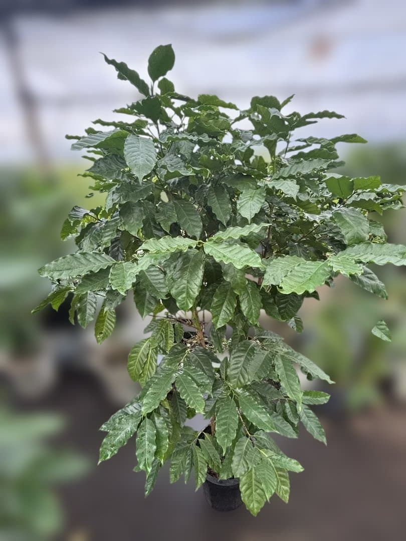 コーヒーの木 約1.7メートル 黒色鉢　10号　実付き