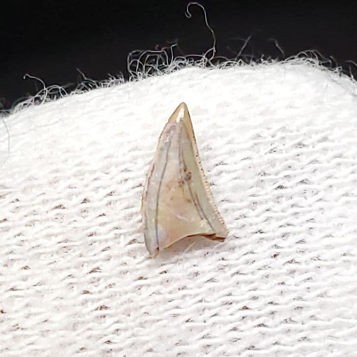 博物館級 ケラトサウルス 化石 歯 恐竜 ポルトガル産 5.36mm fr79