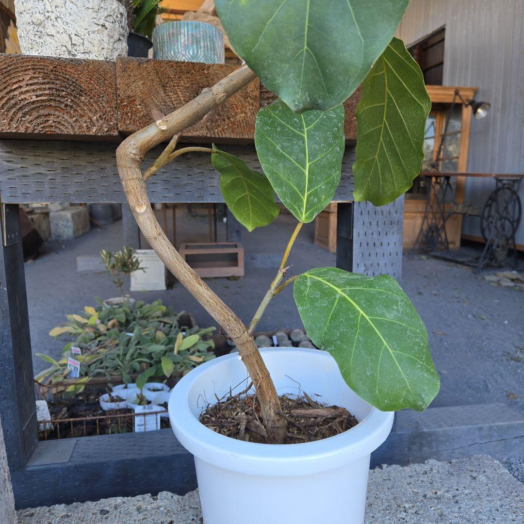 ⑦　フィカス　アフリカンプリンセス　曲がり仕立て8号特大苗木最高等級極上品‼️