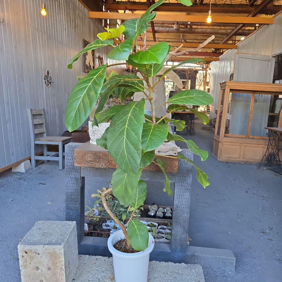 ⑦　フィカス　アフリカンプリンセス　曲がり仕立て8号特大苗木最高等級極上品‼️