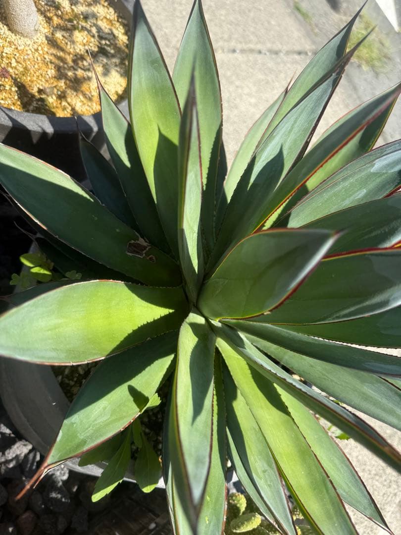 アガベ　ブルーグロー　大株