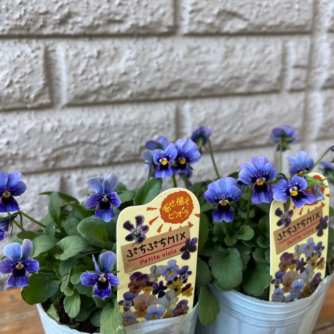 あき ビオラ♡パンジー