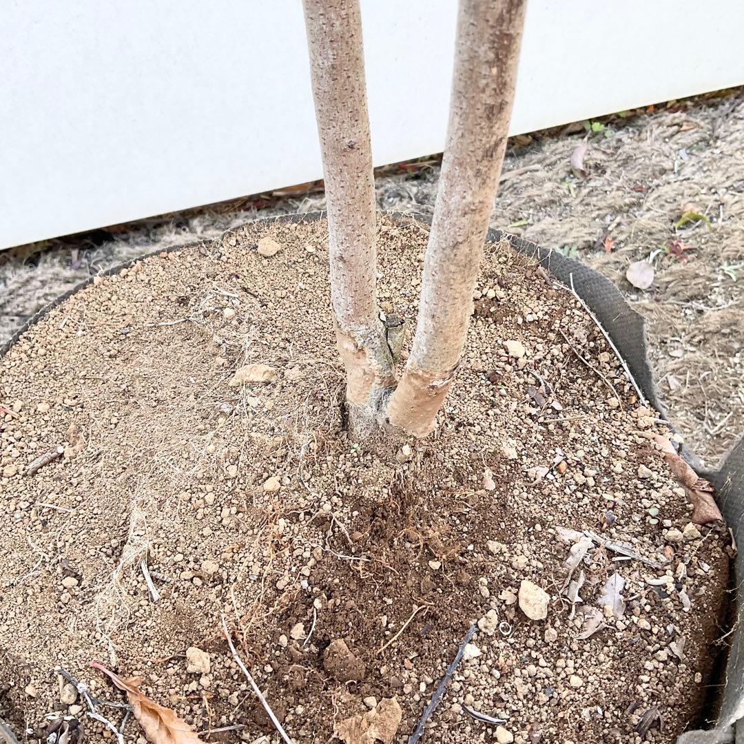 ヤマコウバシ/ 963