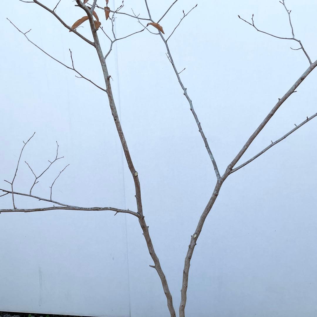 ヤマコウバシ/ 963