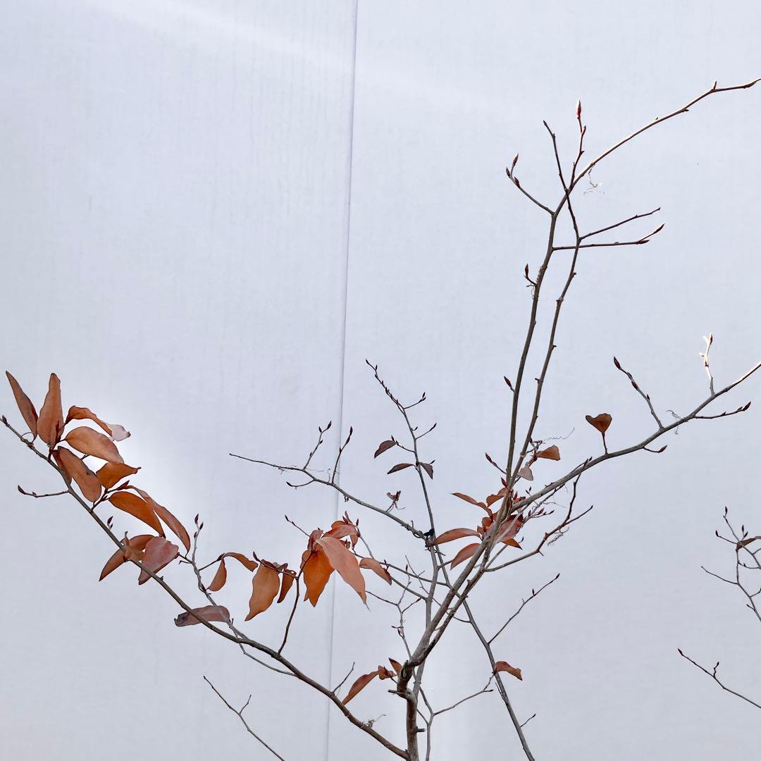 ヤマコウバシ/ 963