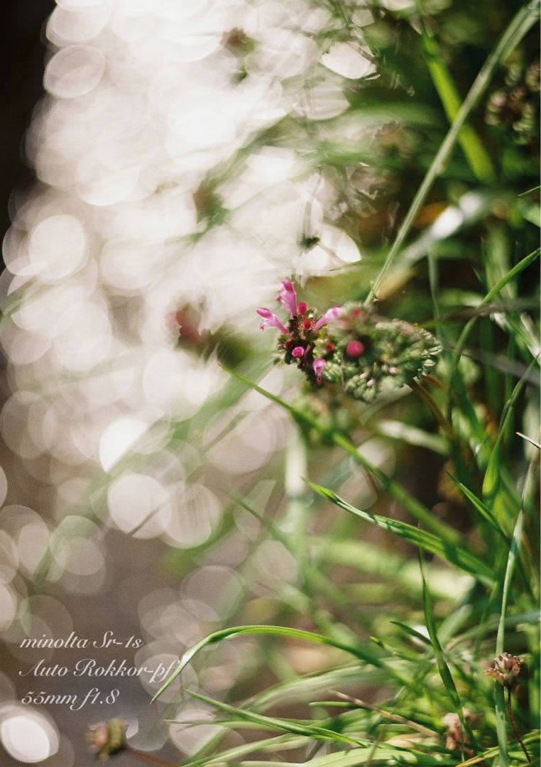 完動品＊美品＊初期保証★minolta Sr-1s&ロッコールレンズ★作例多数