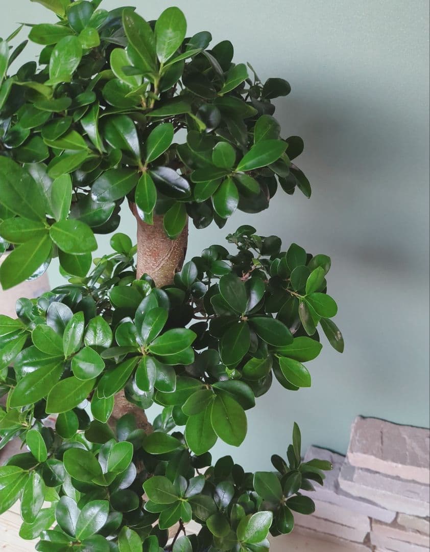 特大 《現品》昇り龍 ガジュマル ひねり 綺麗 曲がり 運気上昇