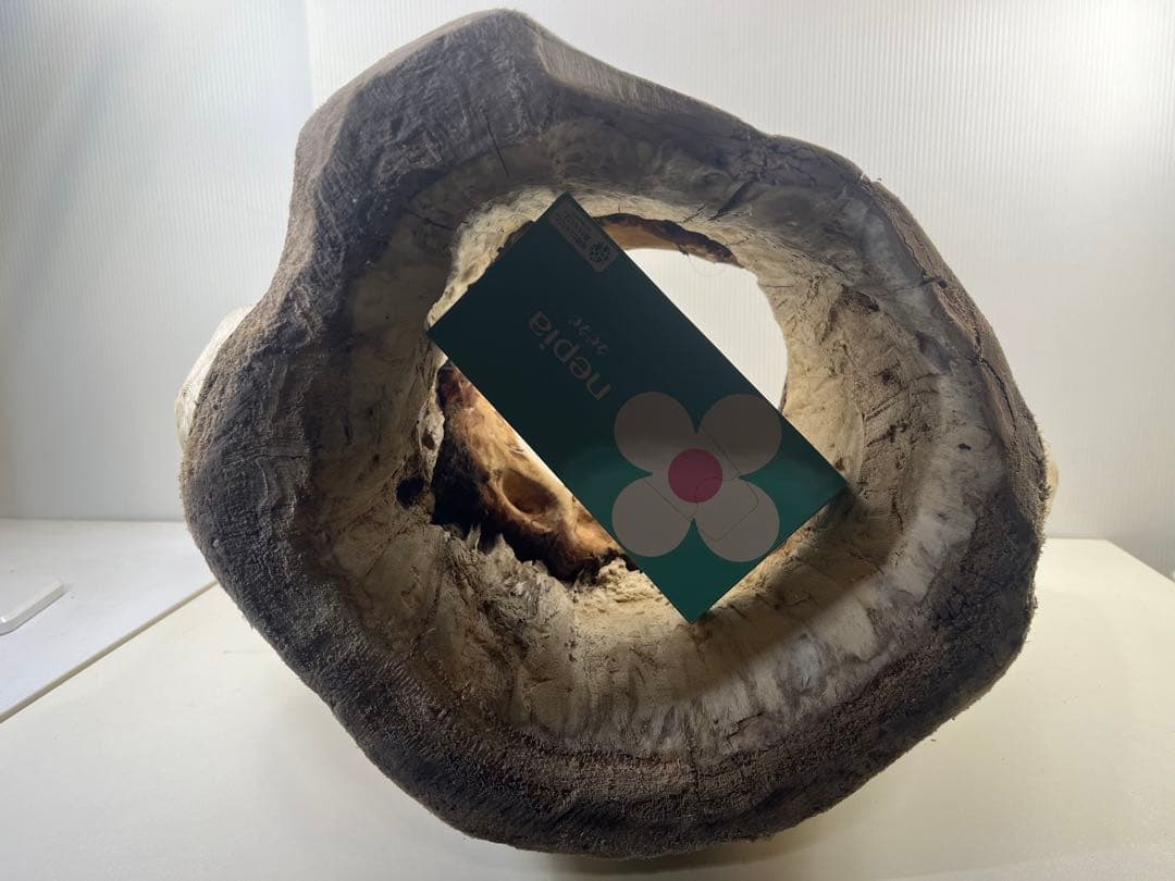 r86特大流木 アク抜き済み 爬虫類シェルター インテリア オブジェ テラリウム