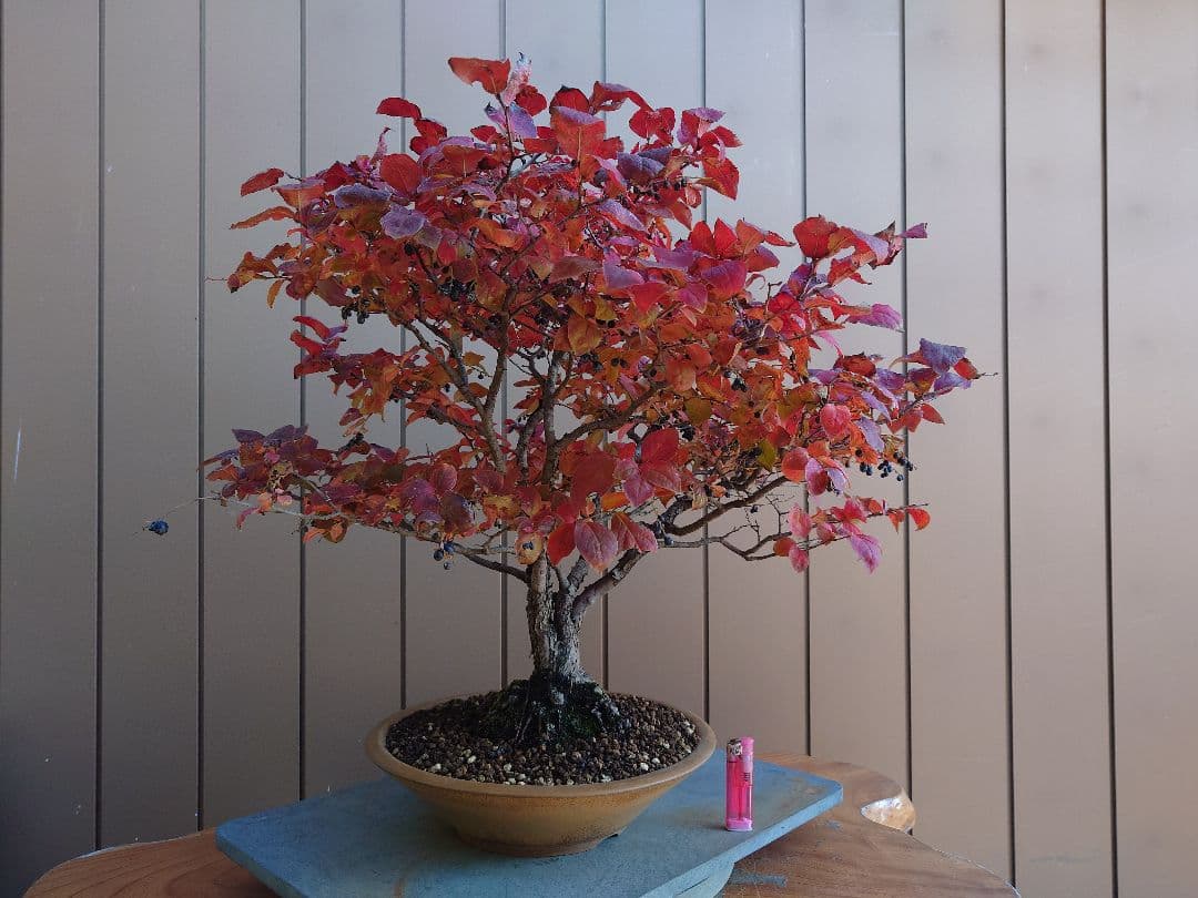 盆栽　ナツハゼ　樹高54cm