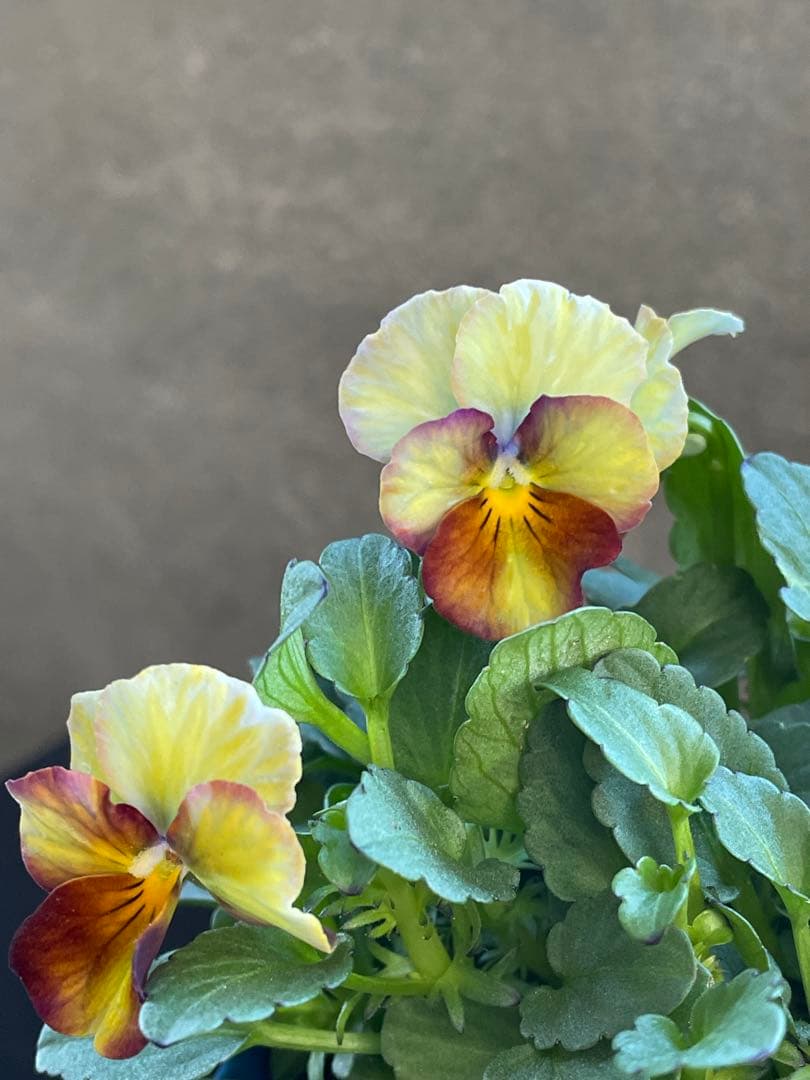 【花苗】サトウ園芸　ヌーヴェルヴァーグ　Nouvelle Vague N 4