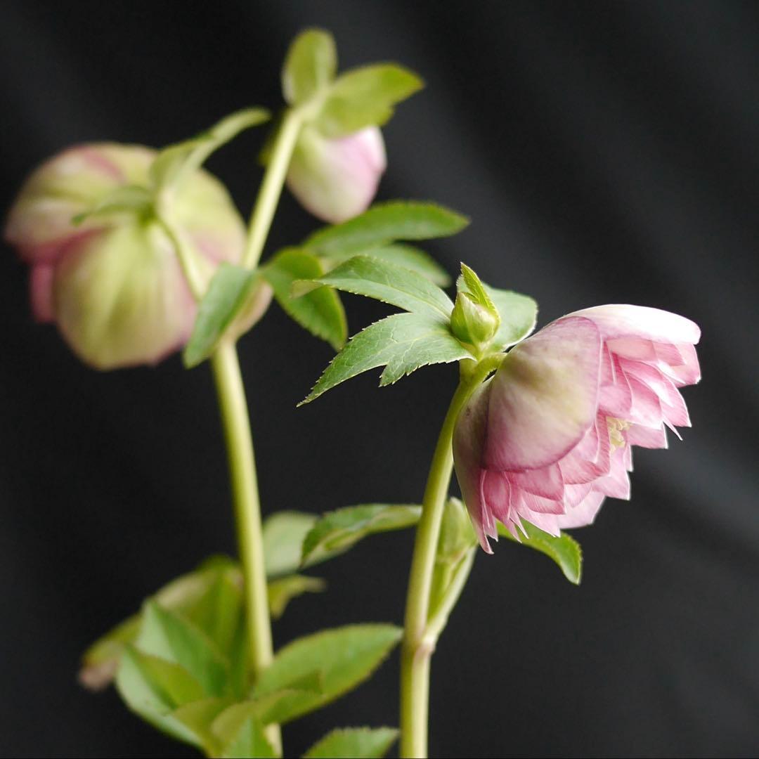 3305 多弁ピンクのグロッシー　クリスマスローズ　開花株