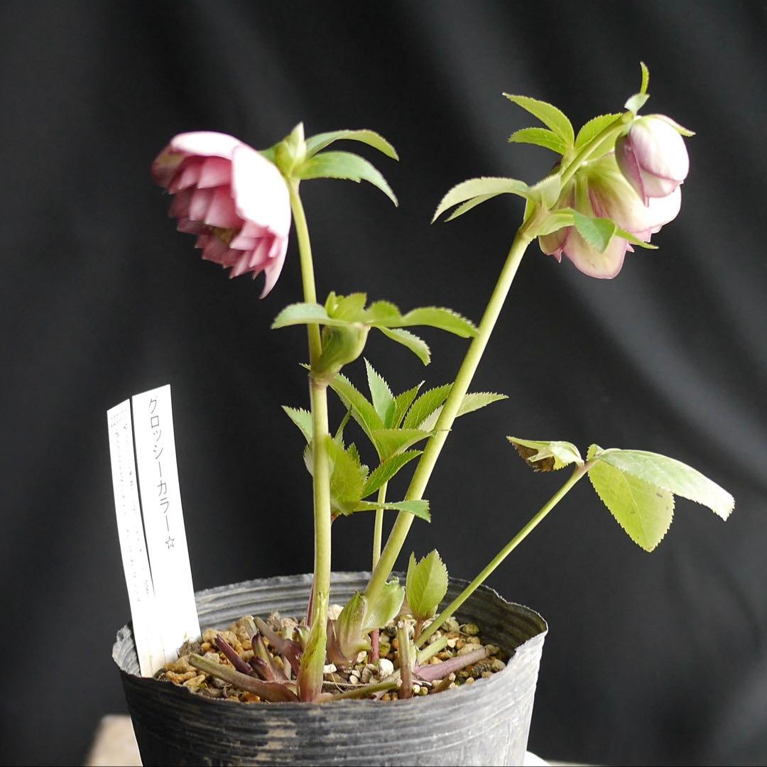 3305 多弁ピンクのグロッシー　クリスマスローズ　開花株