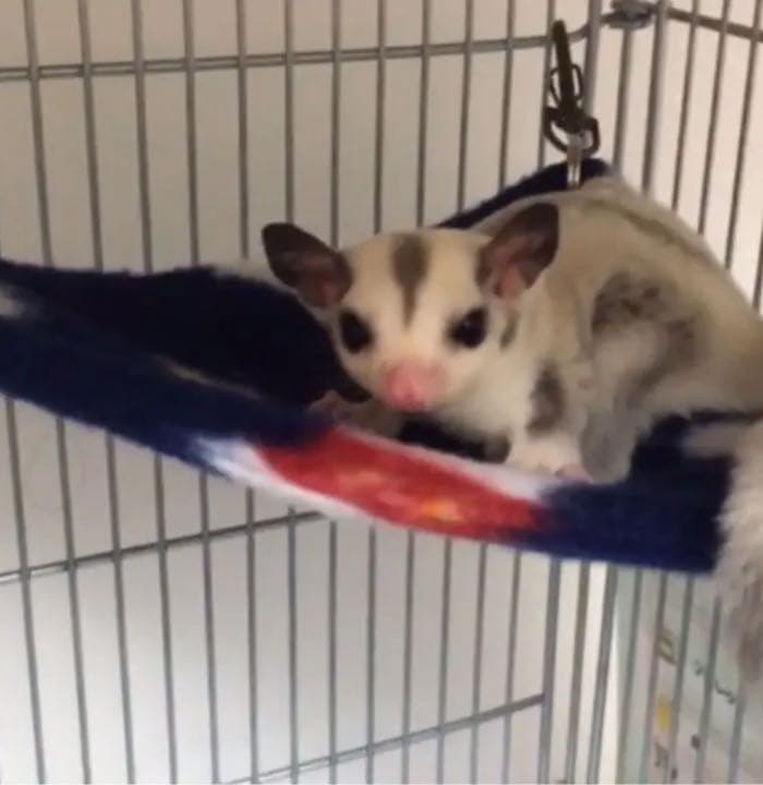 三角コーナーハンモック（りんご柄）夏仕様   2枚組  1150円