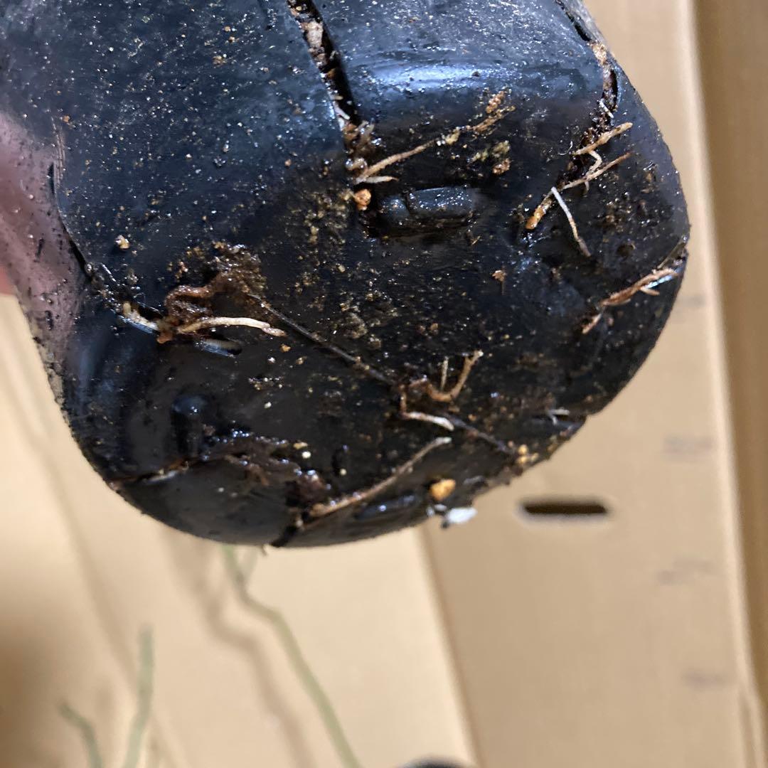 バラ苗切りバラ苗バラ苗、innoc♡ntバラ