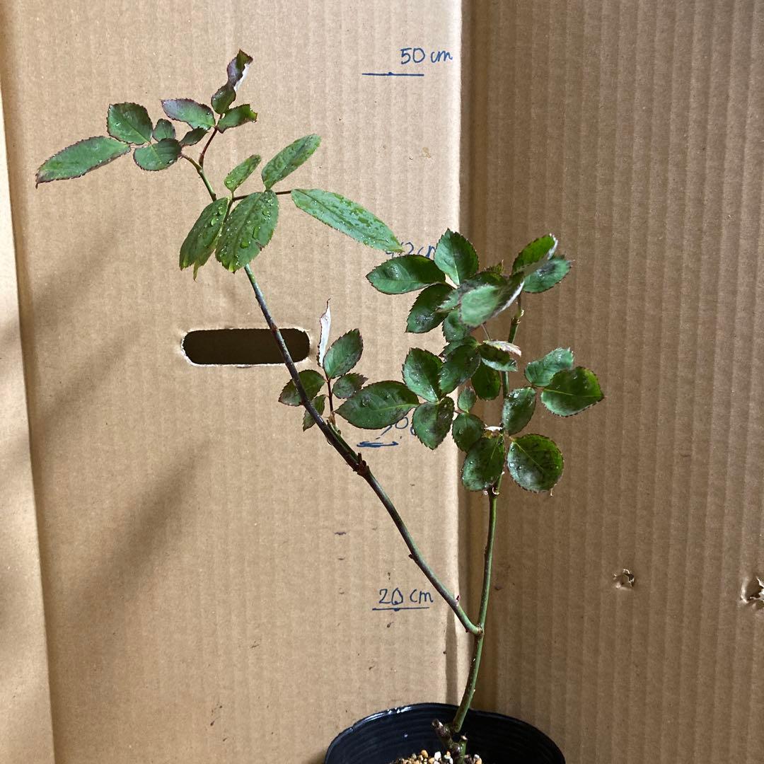 バラ苗切りバラ苗バラ苗、innoc♡ntバラ