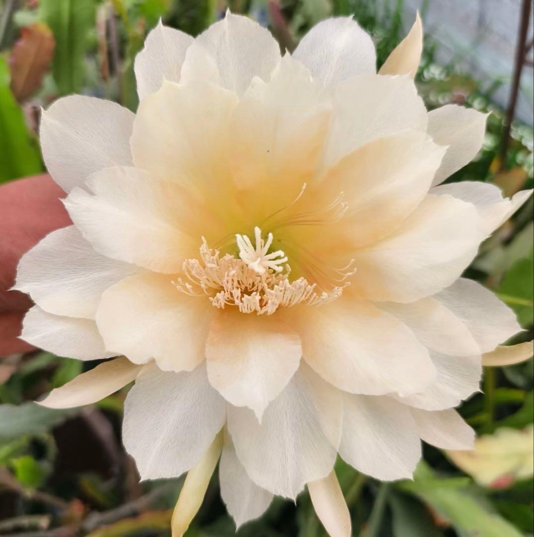 メル85316様　取り置き