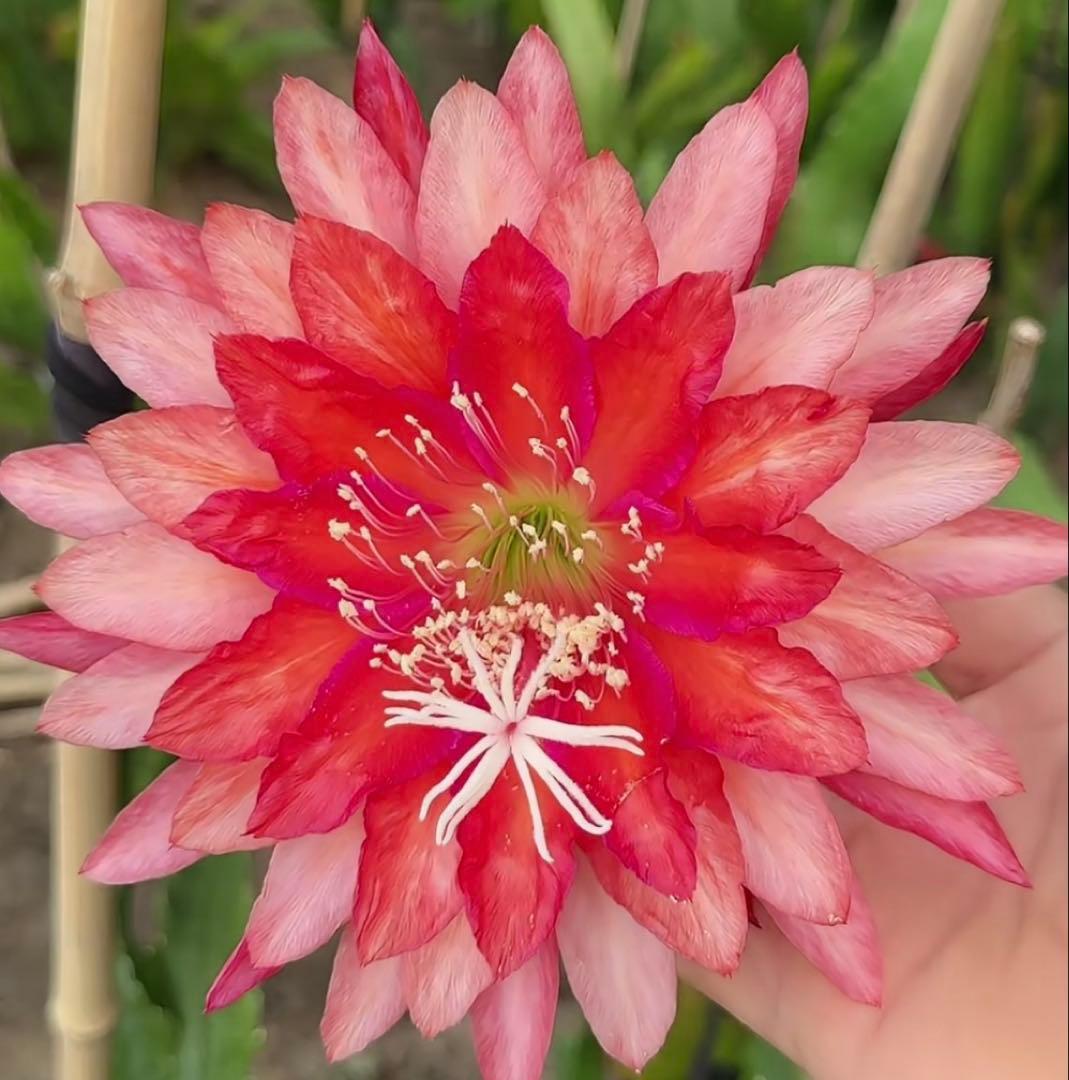 メル85316様　取り置き