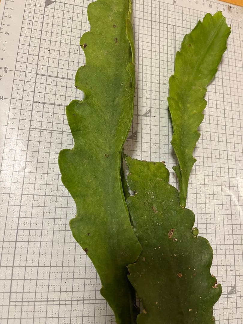 メル85316様　取り置き