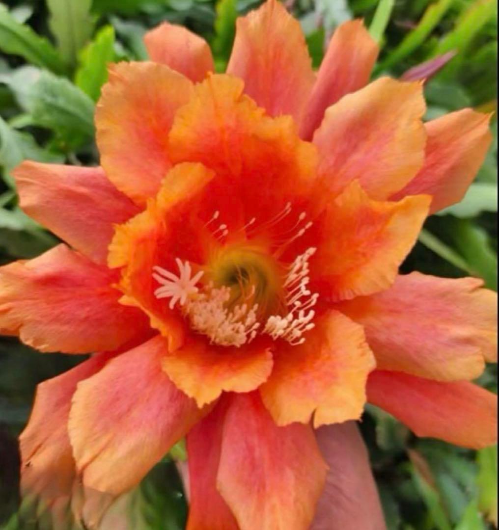 メル85316様　取り置き