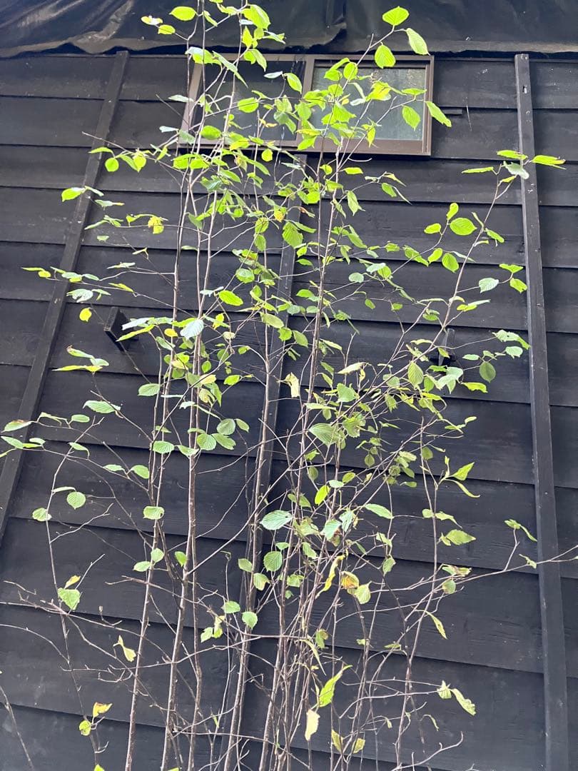 3 山採り　アズキナシ