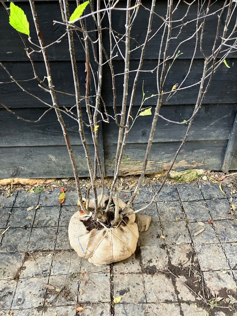 3 山採り　アズキナシ