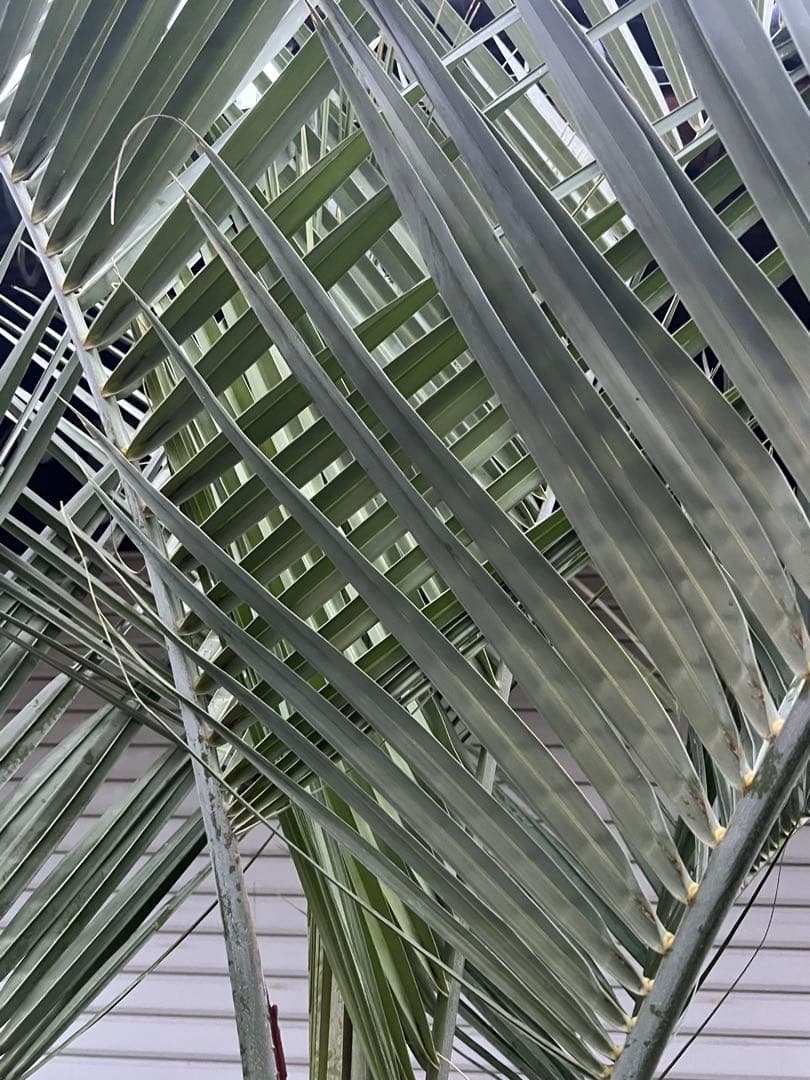 ココスヤシ　幹太極上シルバーリーフ　カルフォルニアスタイル　送料込み価格