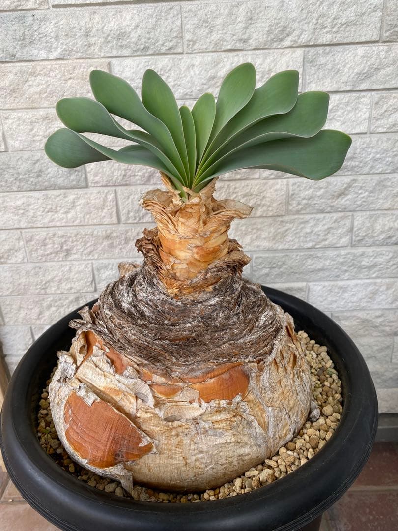 塊根植物 ブーファン　ハエマンソイデス