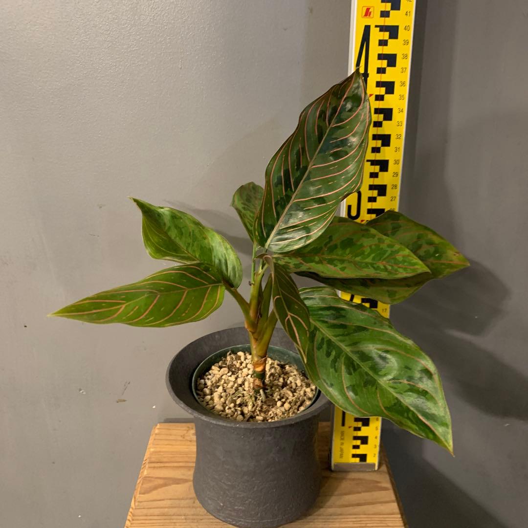 アグラオネマ レッドアーミー 陶器鉢