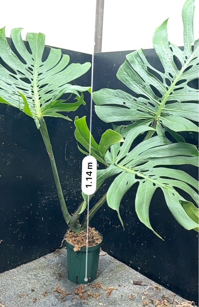 モンステラデリシオーサマクロコズム大型葉希少系統鉢植え高さ114㎝超大株