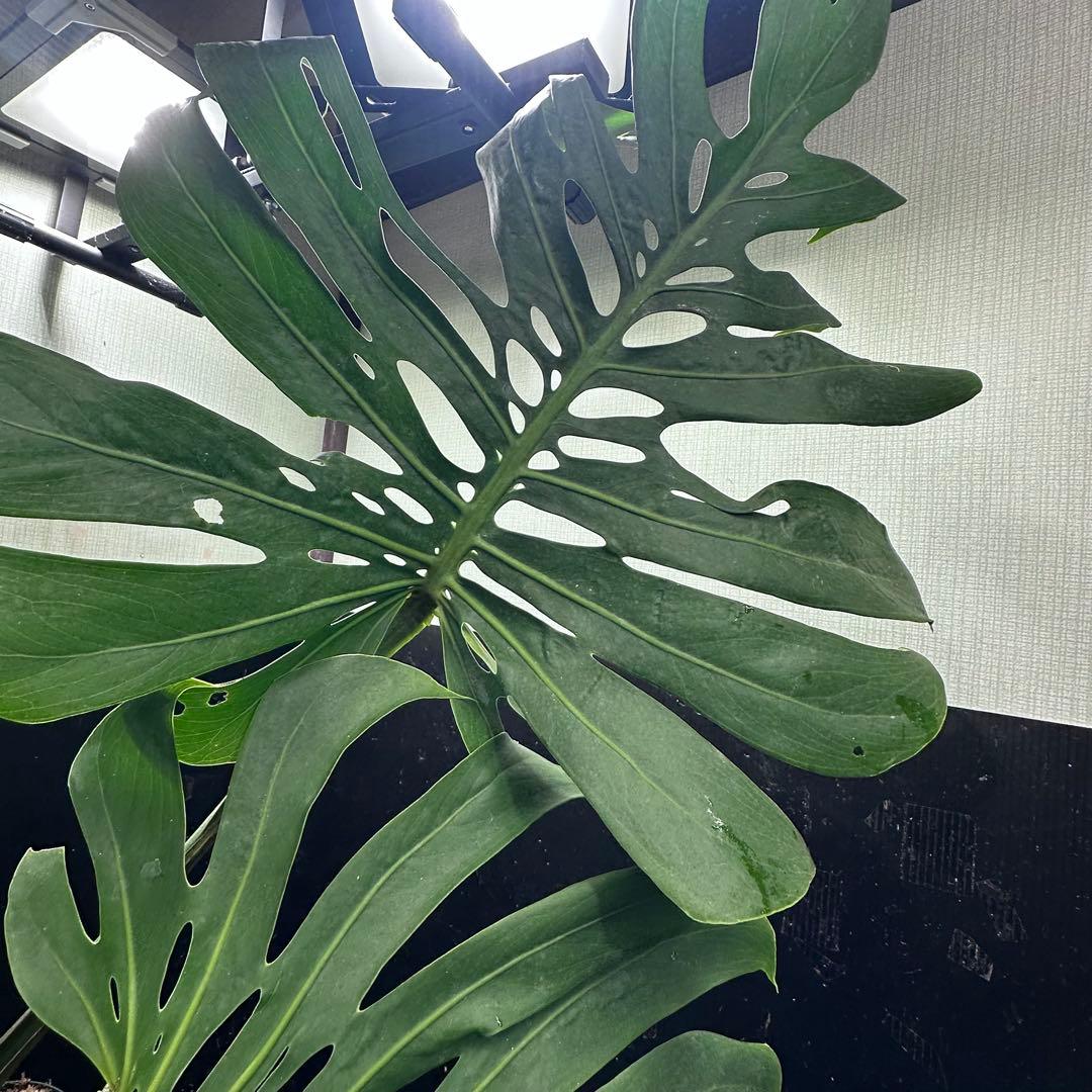モンステラデリシオーサマクロコズム大型葉希少系統鉢植え高さ114㎝超大株