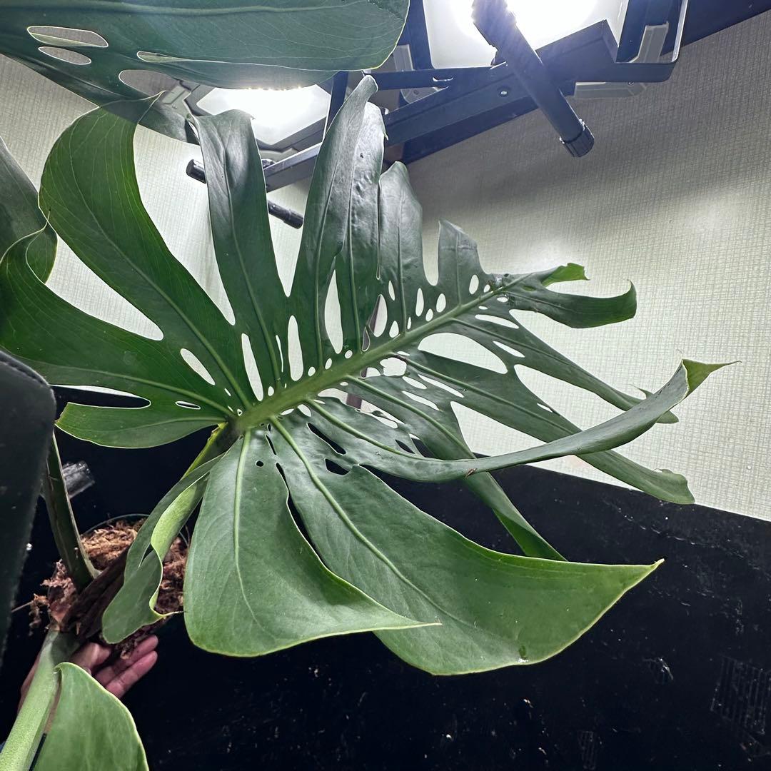 モンステラデリシオーサマクロコズム大型葉希少系統鉢植え高さ114㎝超大株