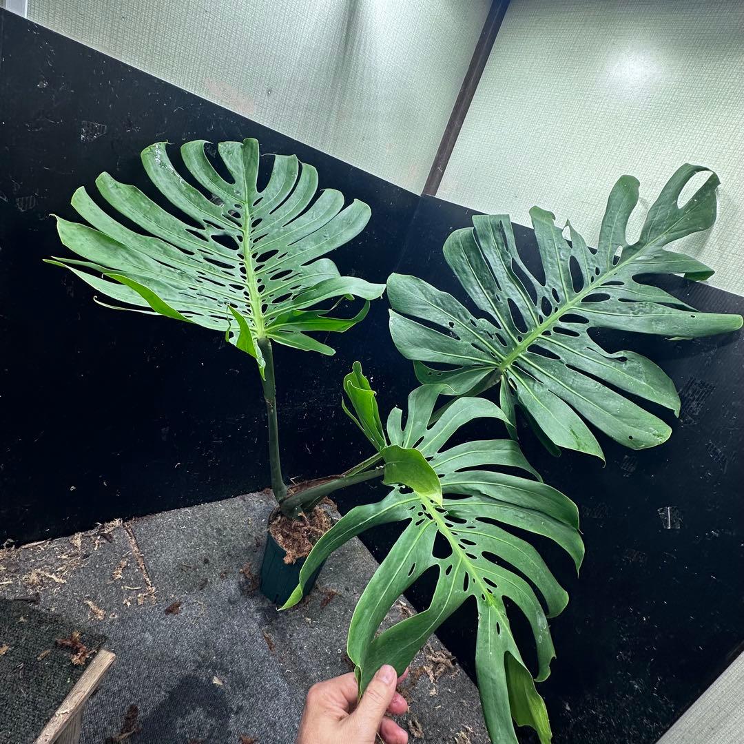 モンステラデリシオーサマクロコズム大型葉希少系統鉢植え高さ114㎝超大株