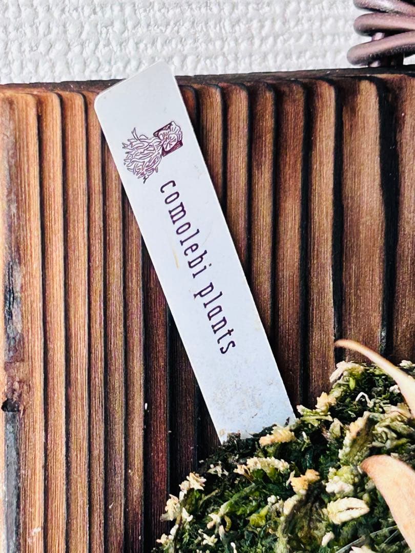 月光爪哇　oc pup コモレビプランツ