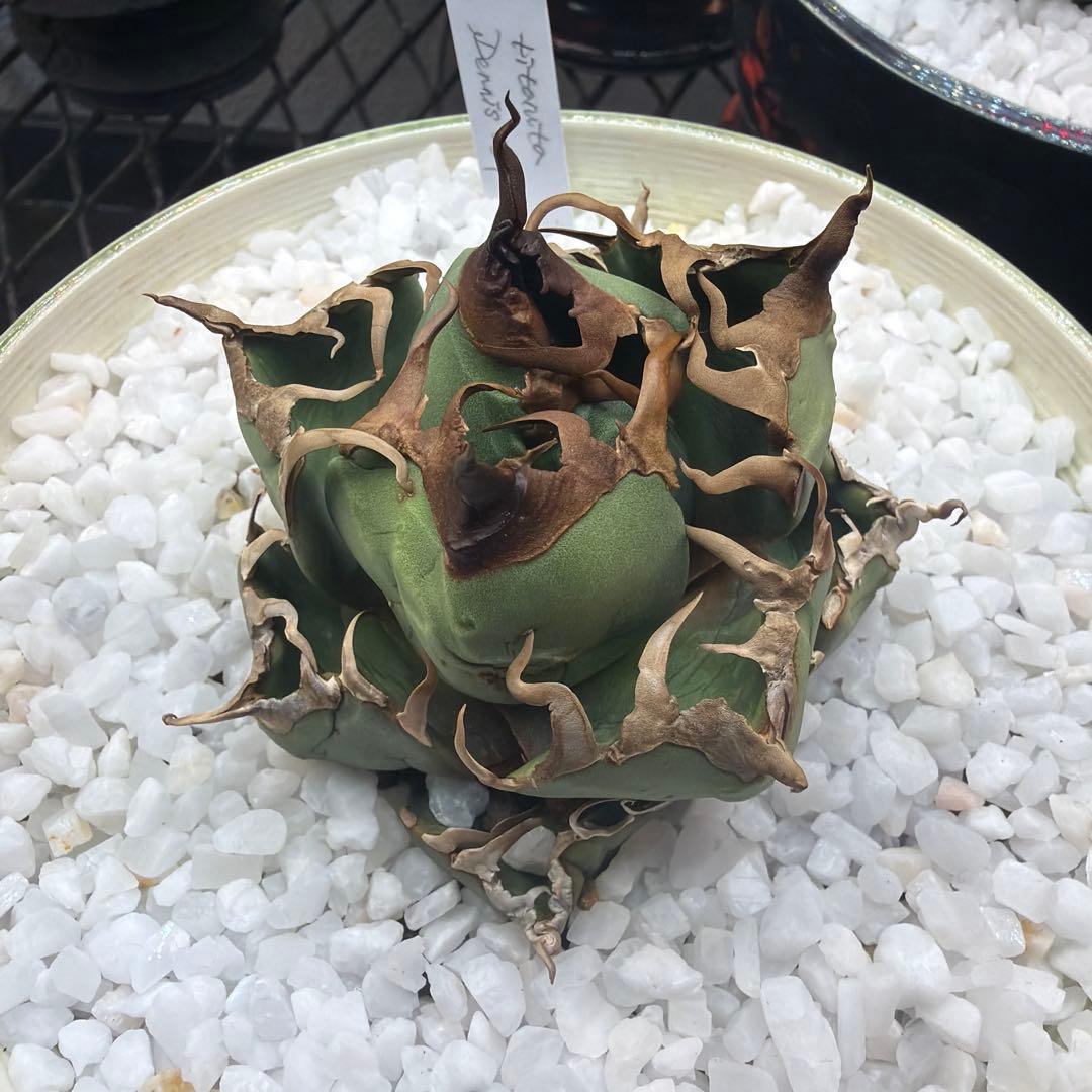 中型アガベ Dennis039