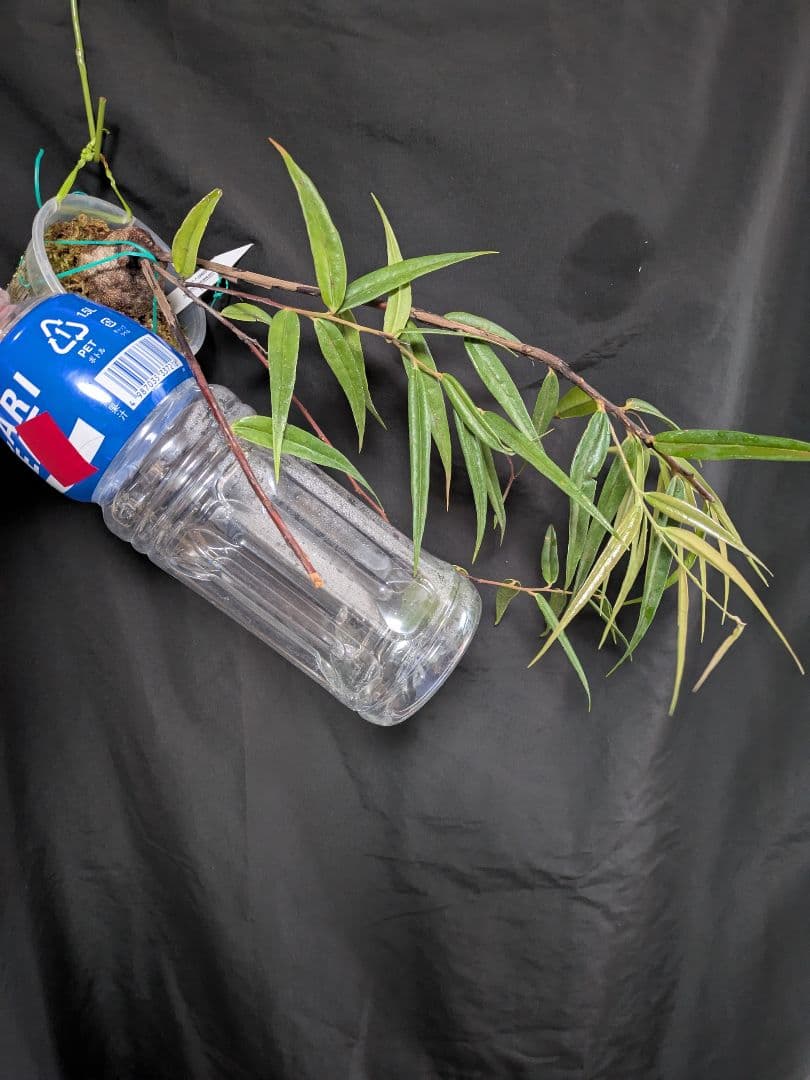 Ceratostema guachizacae　セラトステマ　着生ツツジ　大株