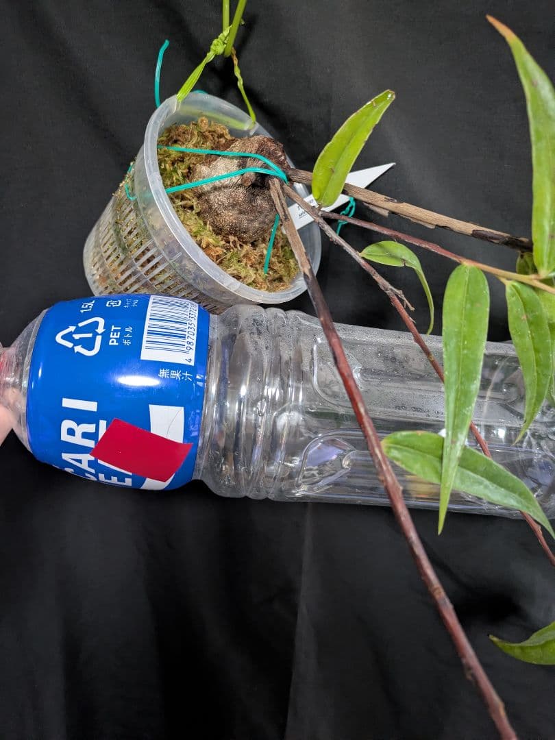 Ceratostema guachizacae　セラトステマ　着生ツツジ　大株