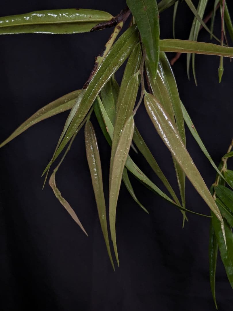 Ceratostema guachizacae　セラトステマ　着生ツツジ　大株