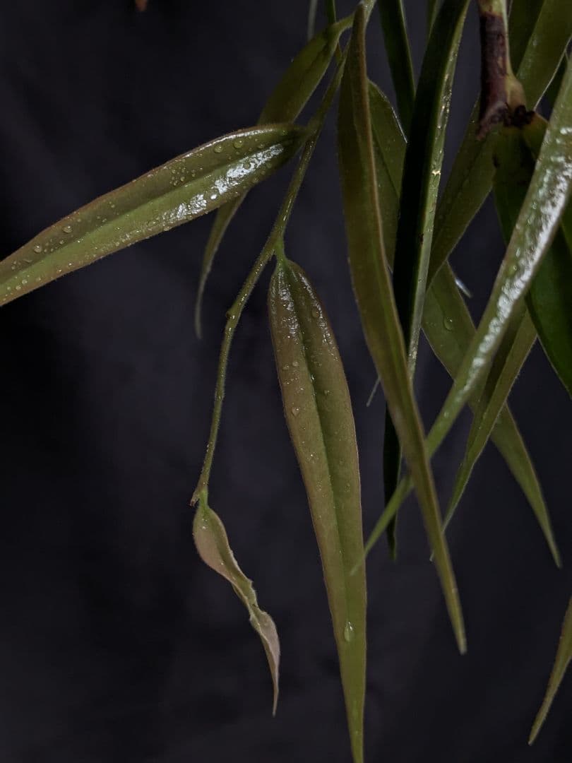 Ceratostema guachizacae　セラトステマ　着生ツツジ　大株