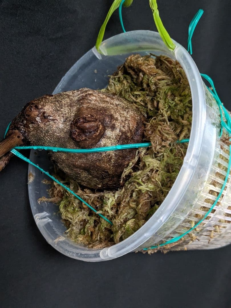 Ceratostema guachizacae　セラトステマ　着生ツツジ　大株