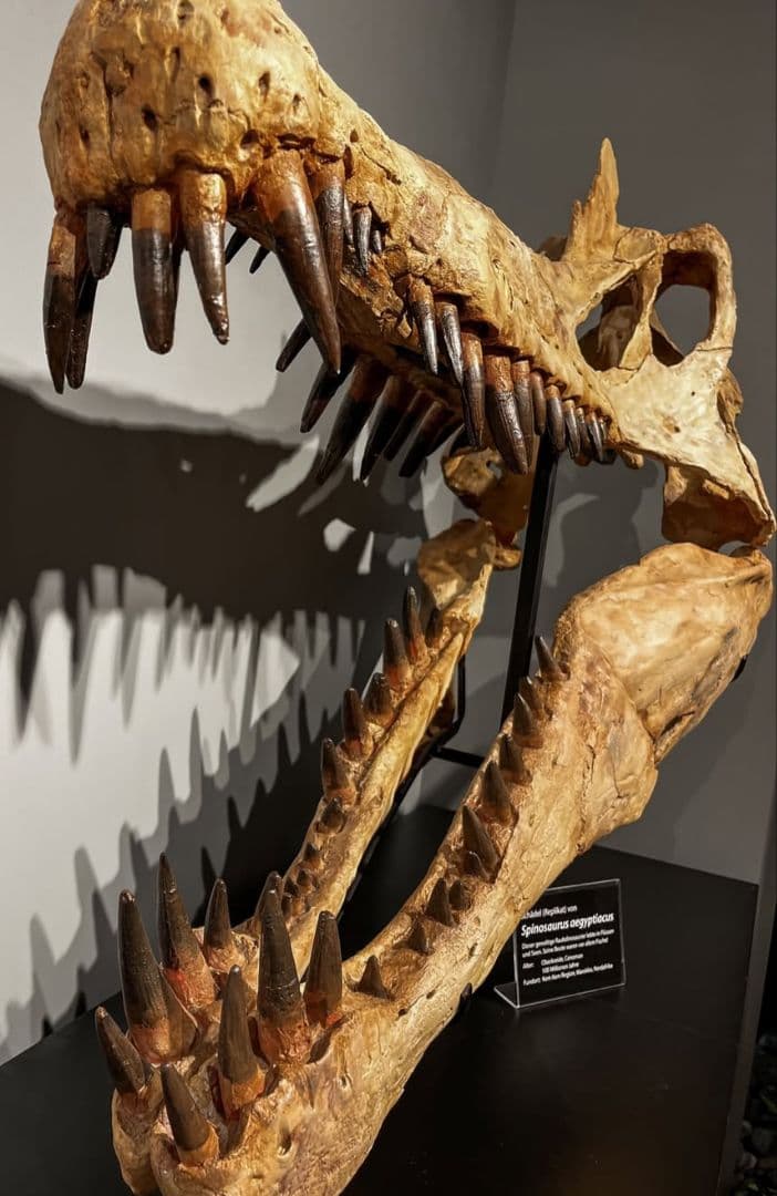 恐竜　歯化石　スピノサウルス　特大　極美麗　約８０mm