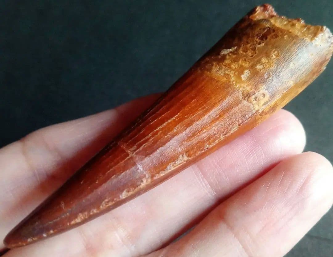 恐竜　歯化石　スピノサウルス　特大　極美麗　約８０mm