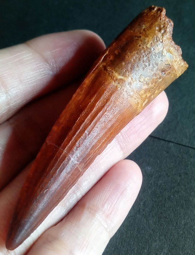 恐竜　歯化石　スピノサウルス　特大　極美麗　約８０mm