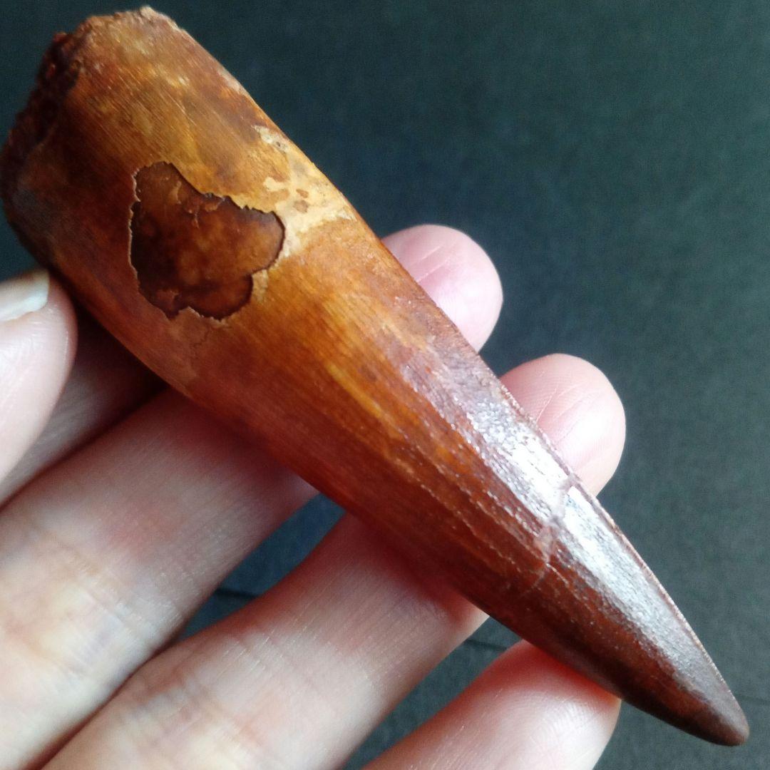 恐竜　歯化石　スピノサウルス　特大　極美麗　約８０mm